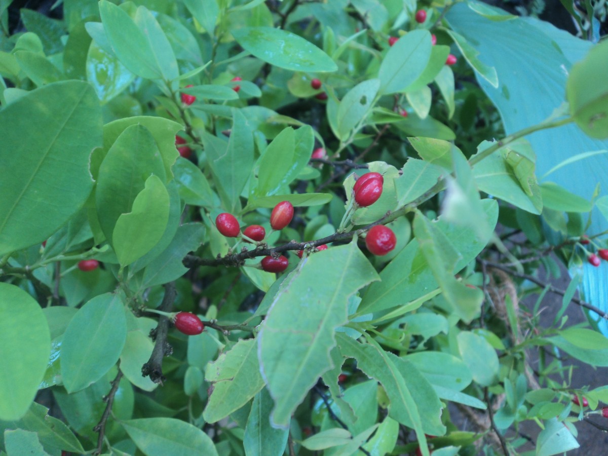 Erythroxylum novogranatense (D.Morris) Hieron.